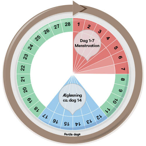 Menstruationscyklus på 28 dage – start med at teste på dag 12.